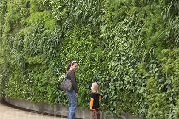 一位建筑师的秘诀：为什么您需要一堵植物墙